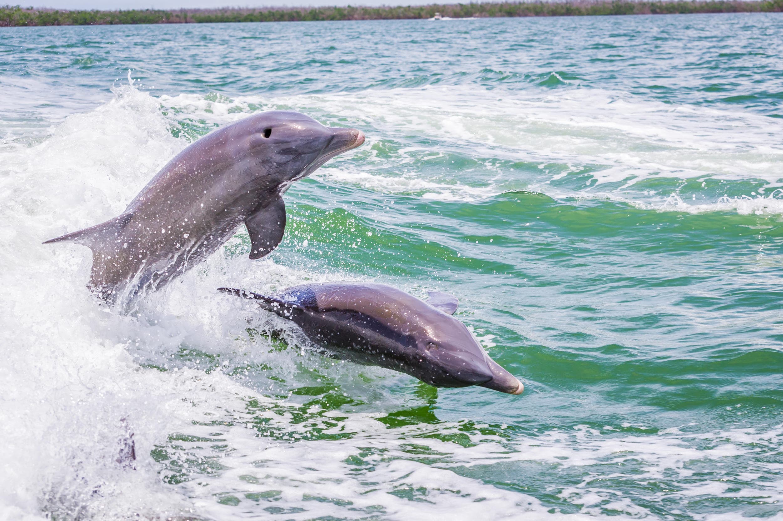 Florida Adventures and Rentals fleet