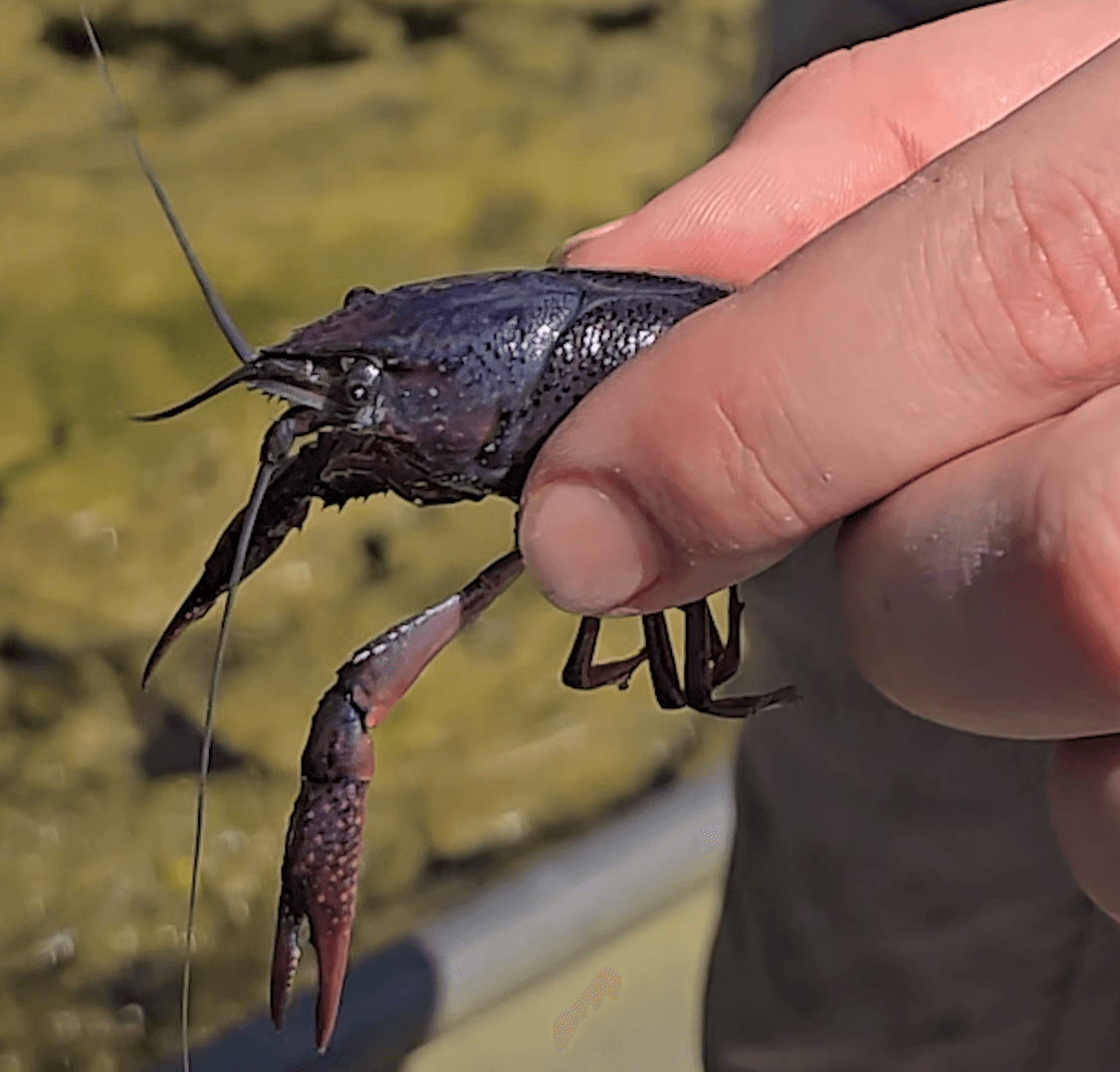 Crawfish Farm & Boil Experience in Chalmette: Pond-to-Plate Cajun Cooking with Two CCs Enterprises photo 2