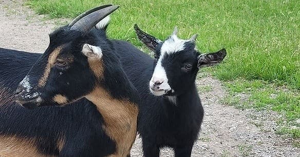 Serenity Lane Animal Sanctuary: Sanctuary Tour in Norwood