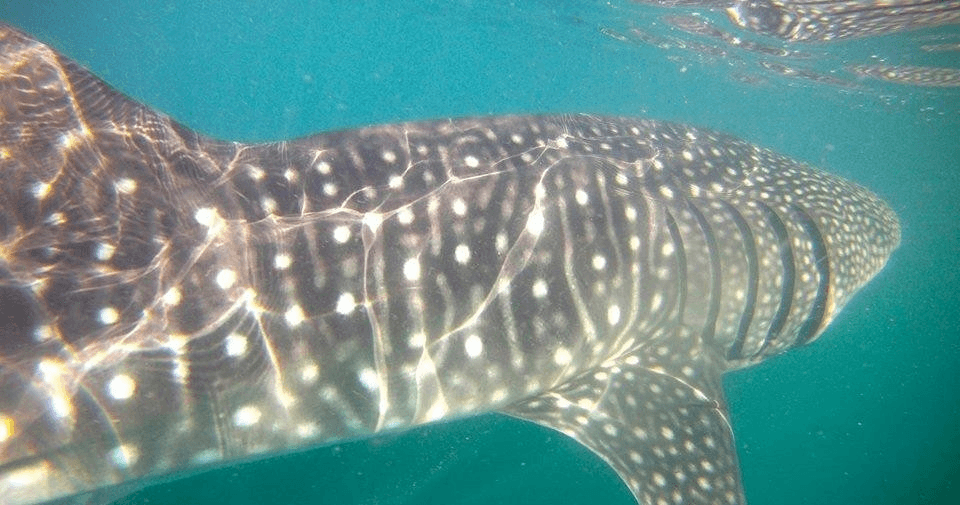 Close-up whale shark skin pattern underwater in Baja sea
