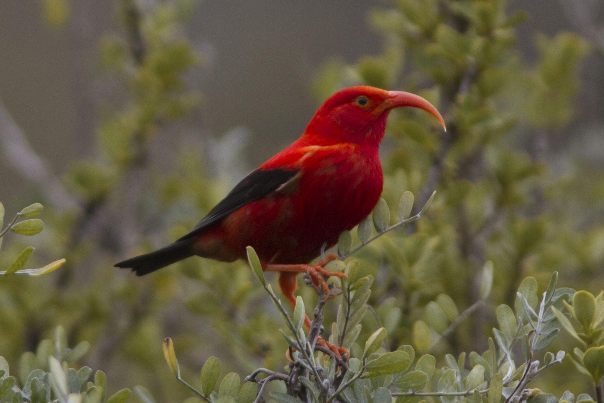 Hilo Birding on Kaulana Manu: Native Forest Walk with Local Guides