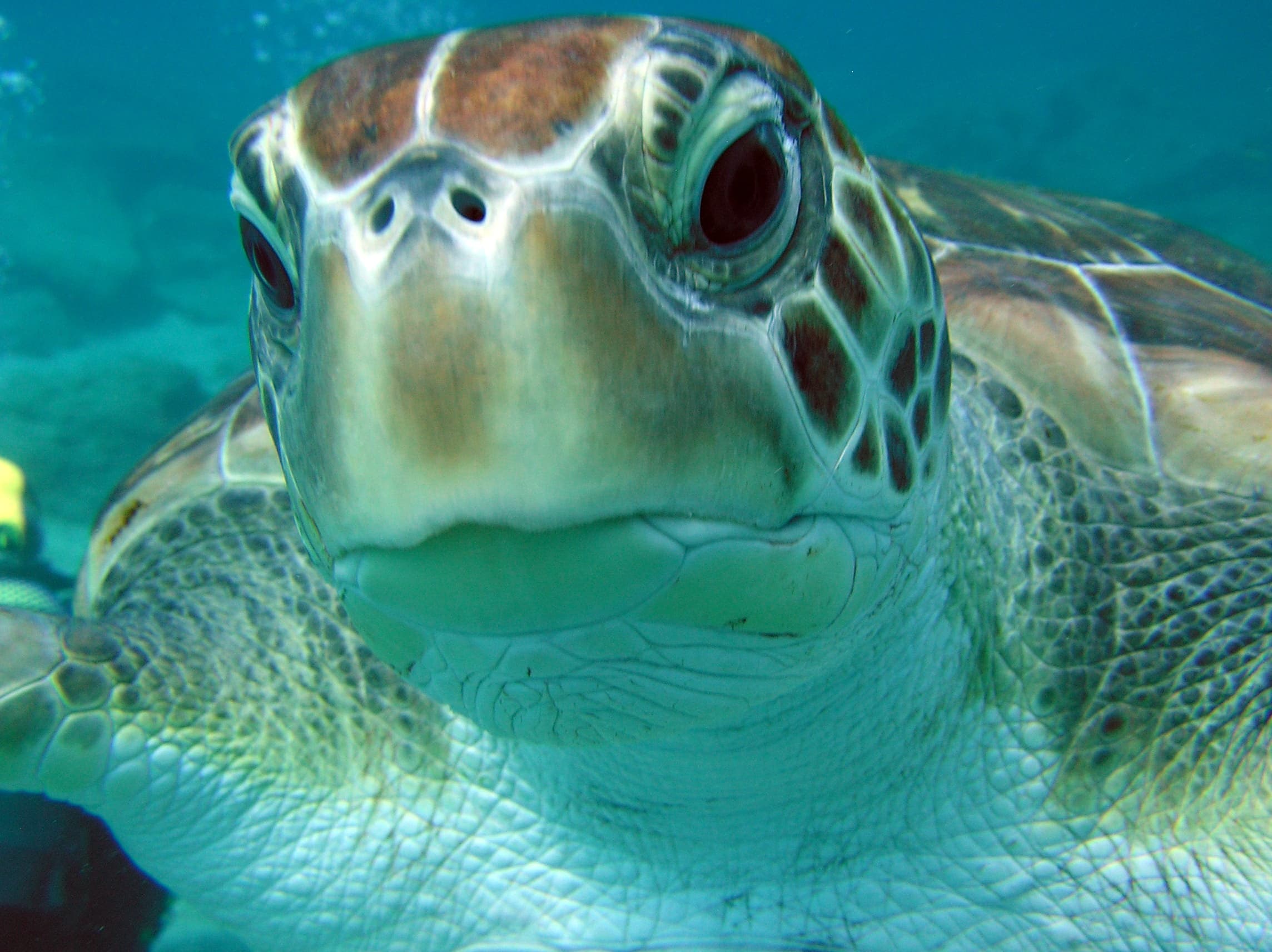 Try Scuba in Los Canarios: 2.5-Hour Intro Dive (Curso de buceo : Intro)