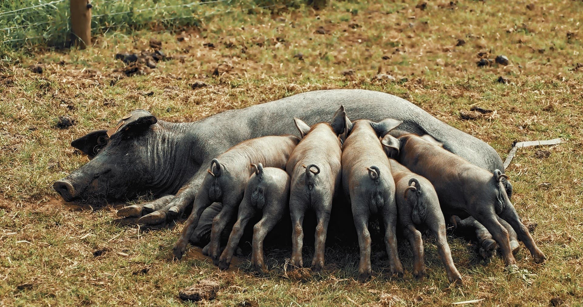 Wildlife & Farm Tour: Alentejo Black Pig Experience