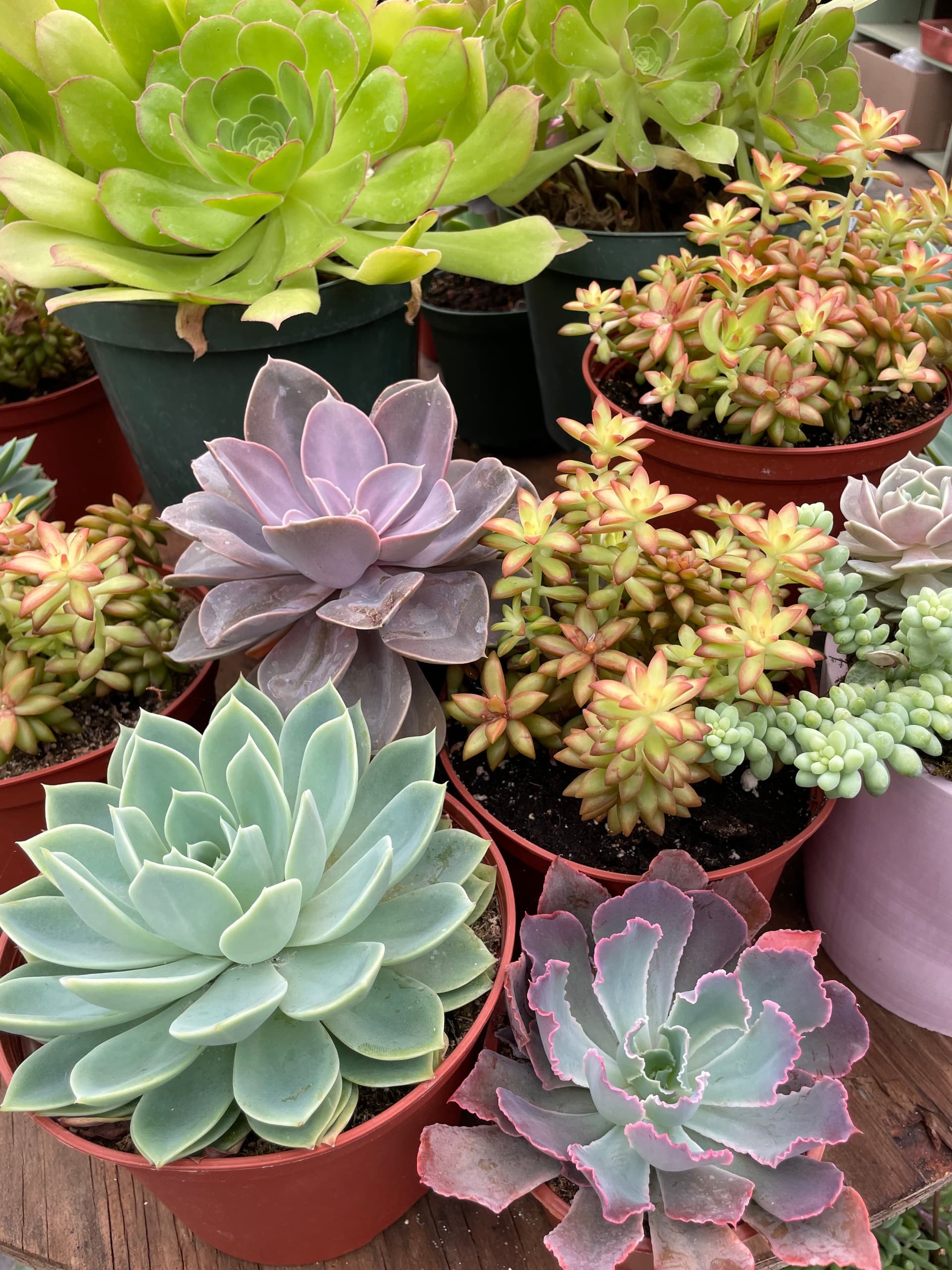 Succulent Bingo in Clovis: Plant Crafting, Street Tacos & Charity Night photo 2