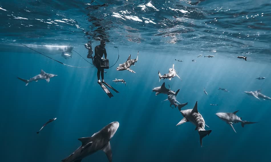 Water Activities & Apex Adventure Diving LLC: Shark Snorkel in the Ocean