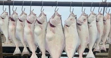 Freshly caught halibut lined on rail at Seward, Alaska harbor