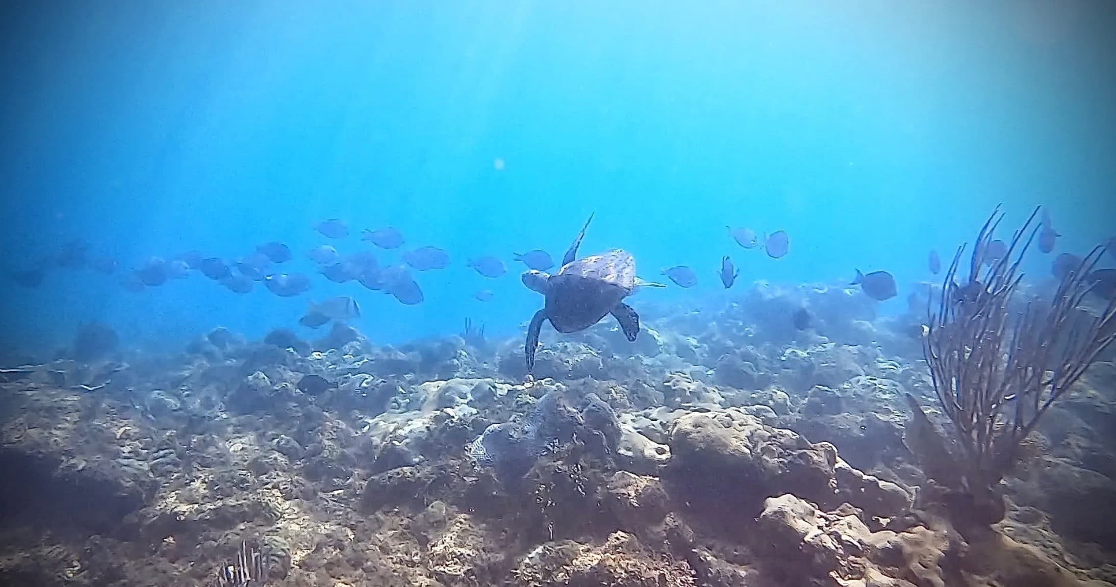 Sea turtle swimming over coral reef with schooling fish