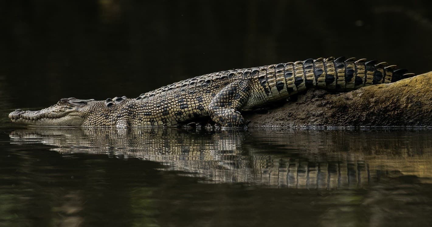 Crocodile & Wildlife Spotlight with Solar Whisper Daintree