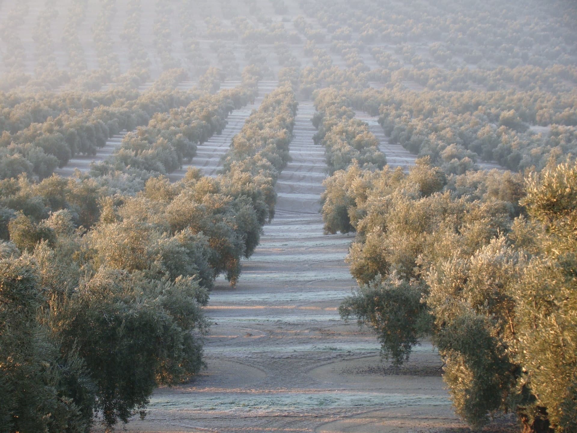 Oleícola San Francisco: Olive Oil Mill & Grove Visit in Begíjar, Jaén photo 1