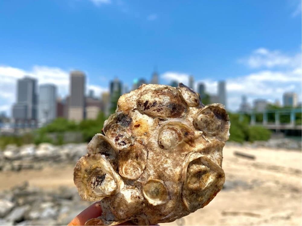 Harbor Classroom: Billion Oyster Project Standalone Lessons on Governors Island