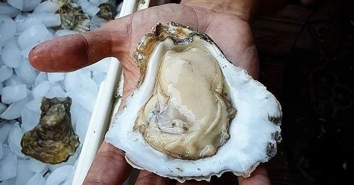 Water-Activities & Coastal Pan: Unique Oyster Roast Experience