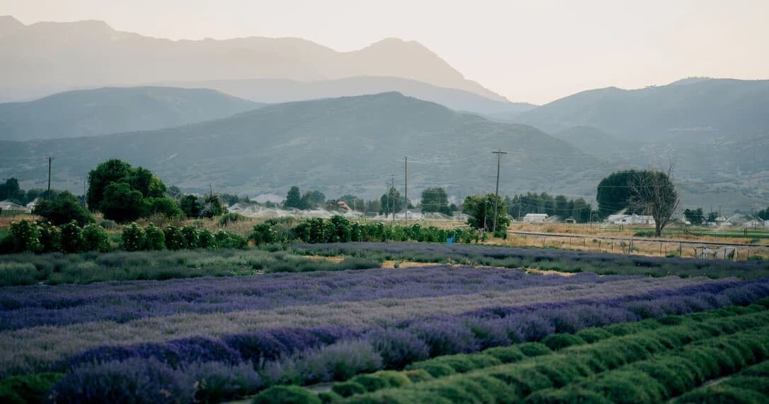 Lavender Creator Tour in Heber City: Hands-On Farm Workshop & Scenic Fields