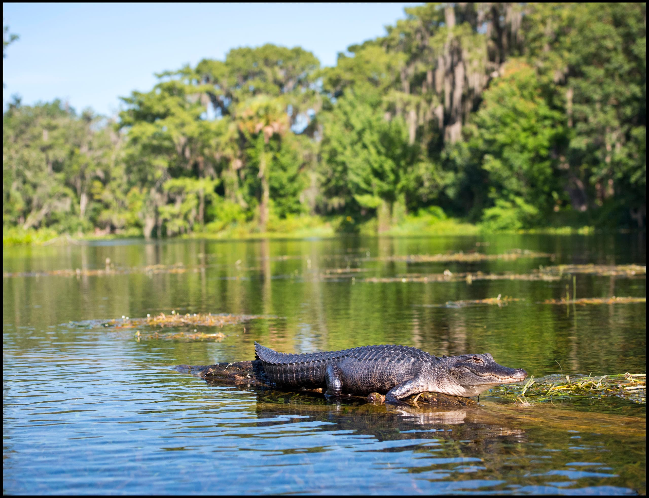 Guided Paddle Tour