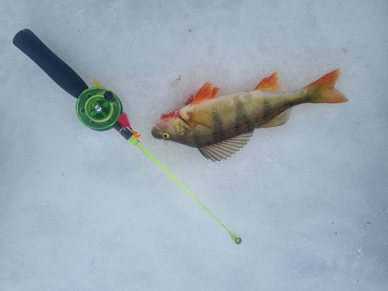 Ice Fishing Adventure with Primitif Aventure in Lapland