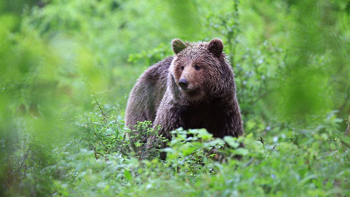 Brown Bear Watching with Ljubljana Tourism in Slovenia