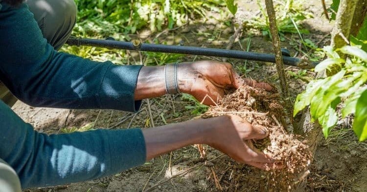 Hands adding mulch around young sapling on organic farm