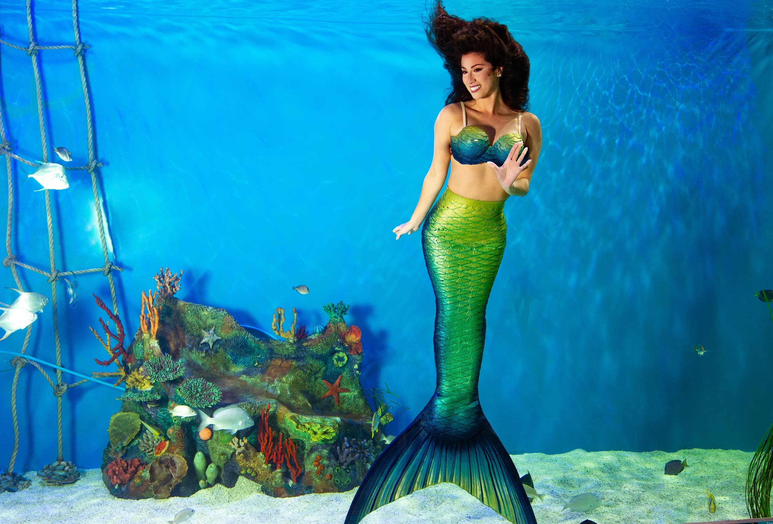 Single mermaid posing in vibrant aquarium tank at encounter