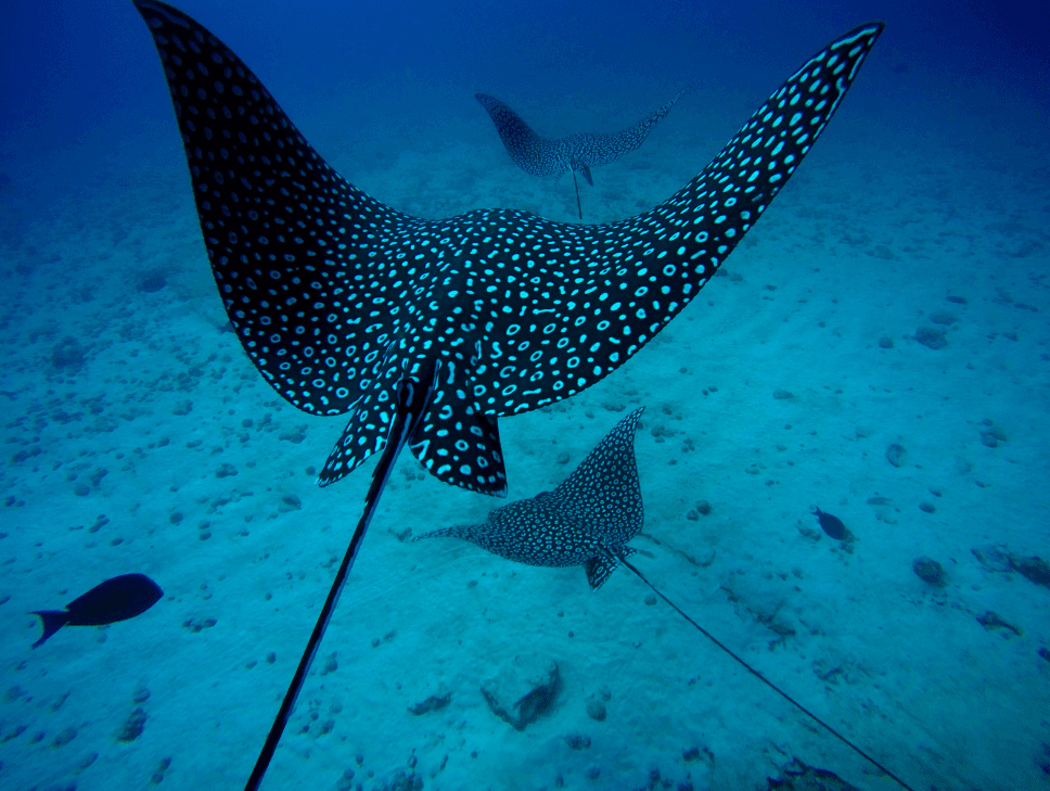 Kaiminani Coastal Whale Watch & Reef Snorkel Adventure