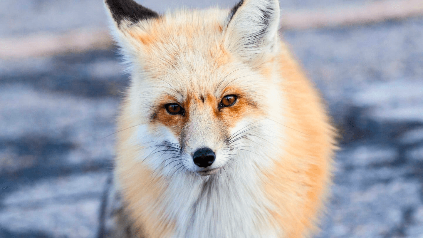 Wildlife Safari at Jackson Hole with Jackson Hole Wildlife Safaris