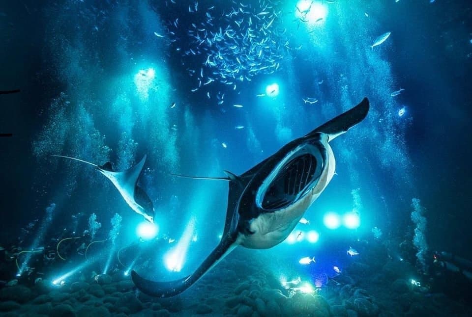 Night Manta Snorkel with Kona Shore Divers in Kailua-Kona