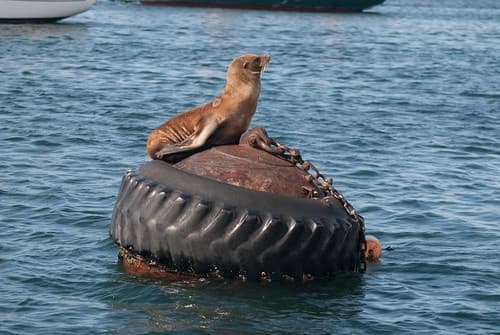 Sea lion resting on buoy in coastal harbor waters, marine wildlife