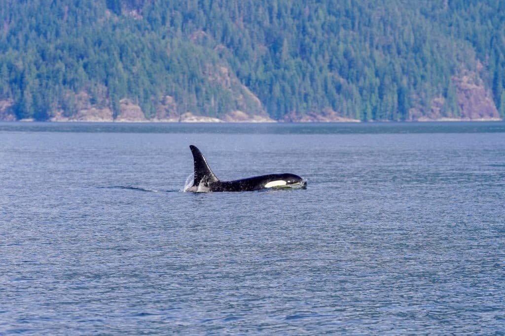 Orca surfacing in calm coastal waters during whale watching