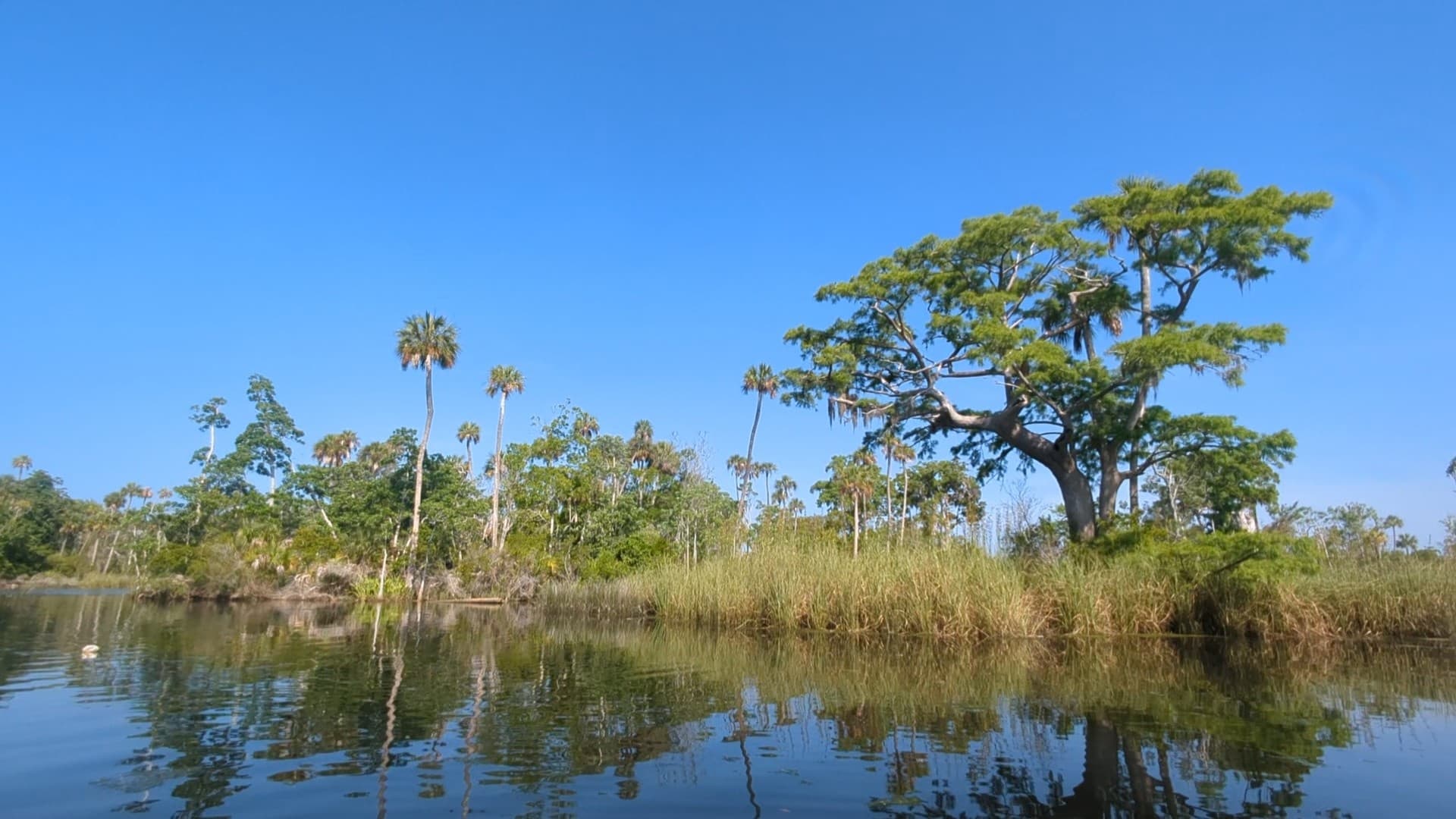 Kayak Adventure Along Florida’s Rivers 2 Gulf with Nature Coast Eco Tours