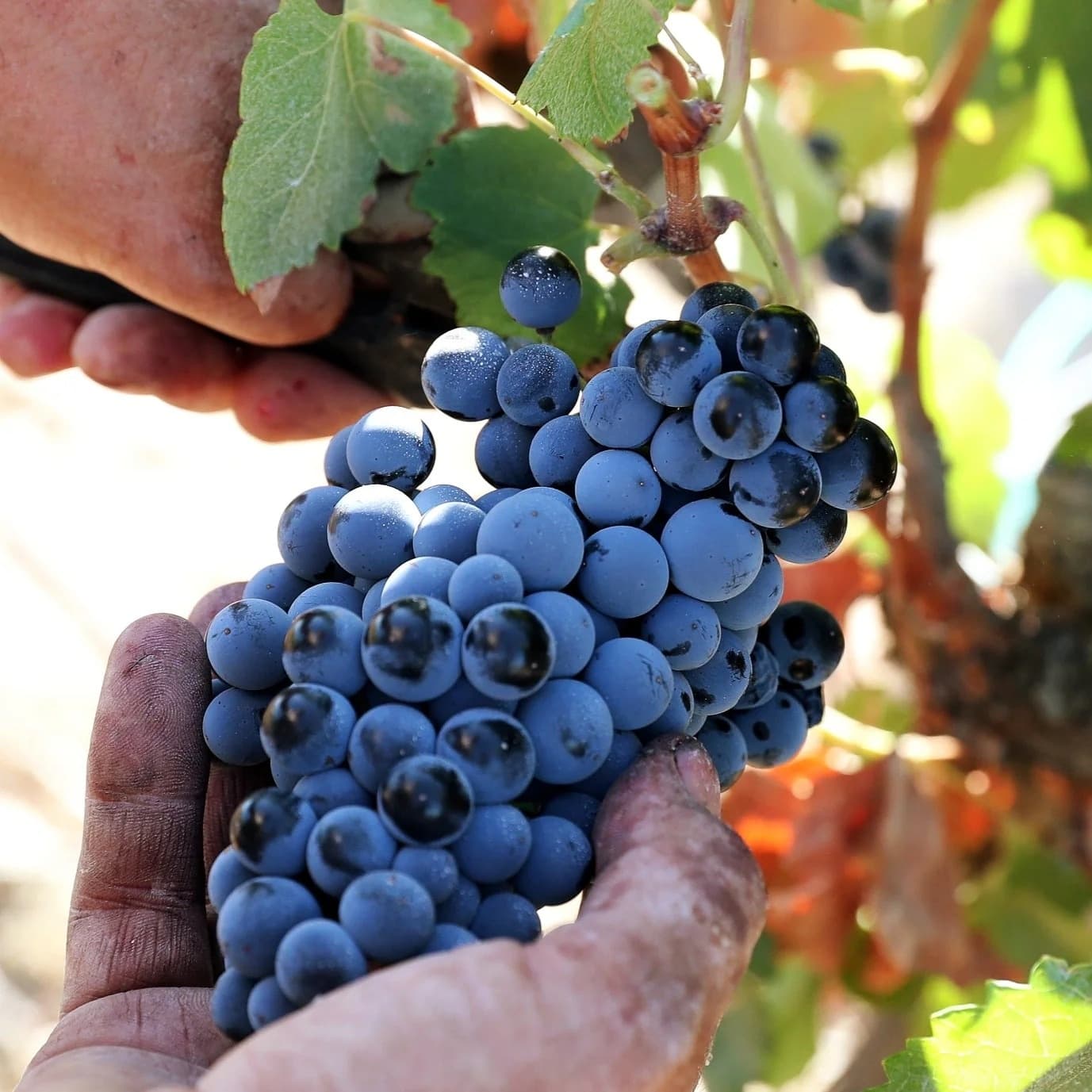 Indulge in Herdade da Rocha: Classic Wine and Cheese Tasting Experience in Portugal