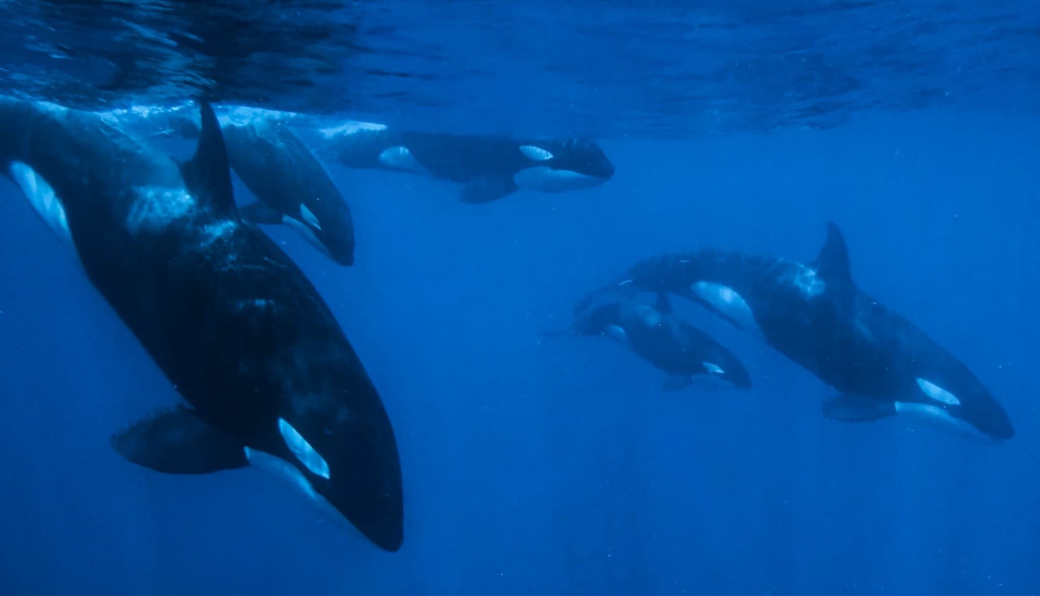 Sea Safari Norte: Snorkel Sea Lions & Dolphins in La Paz photo 2
