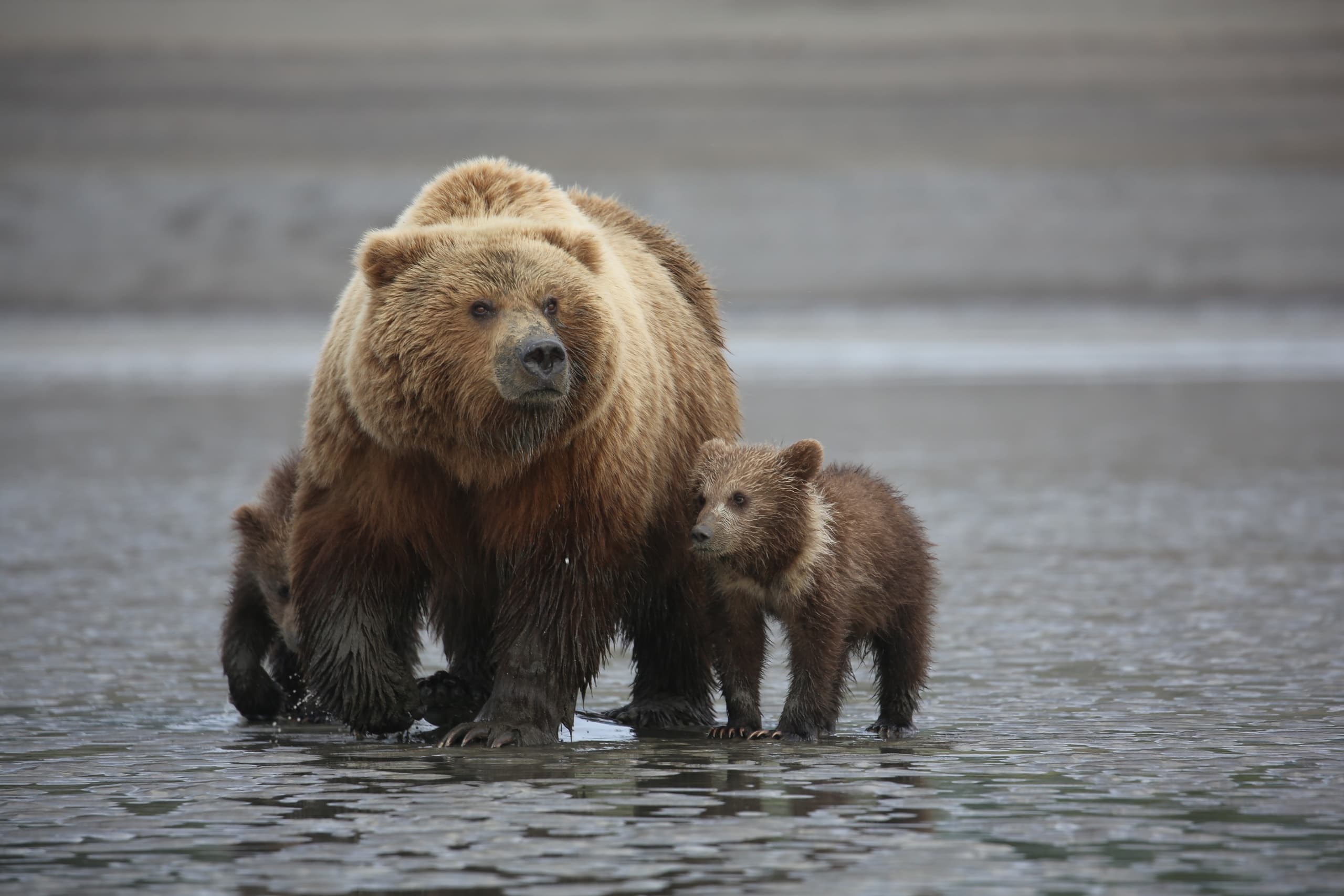 Bear Viewing Adventure in Katmai & Lake Clark, Alaska