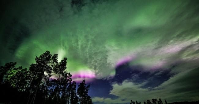 Group watching green aurora above snowy treeline in Levi