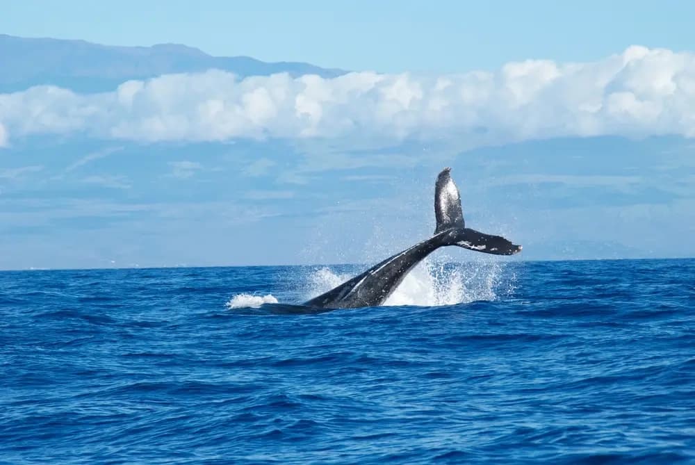 Waikiki Whale Watching: Guaranteed Humpback Cruises from Kewalo Basin