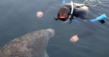 Manatee & Springs Boat Tour with Freedom Outdoors LLC in Crystal River