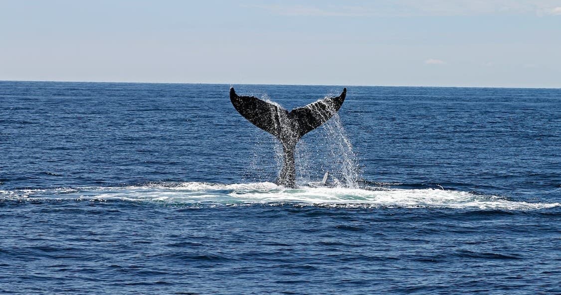 Whale tail fluke rising from ocean near Morro Bay wildlife cruise