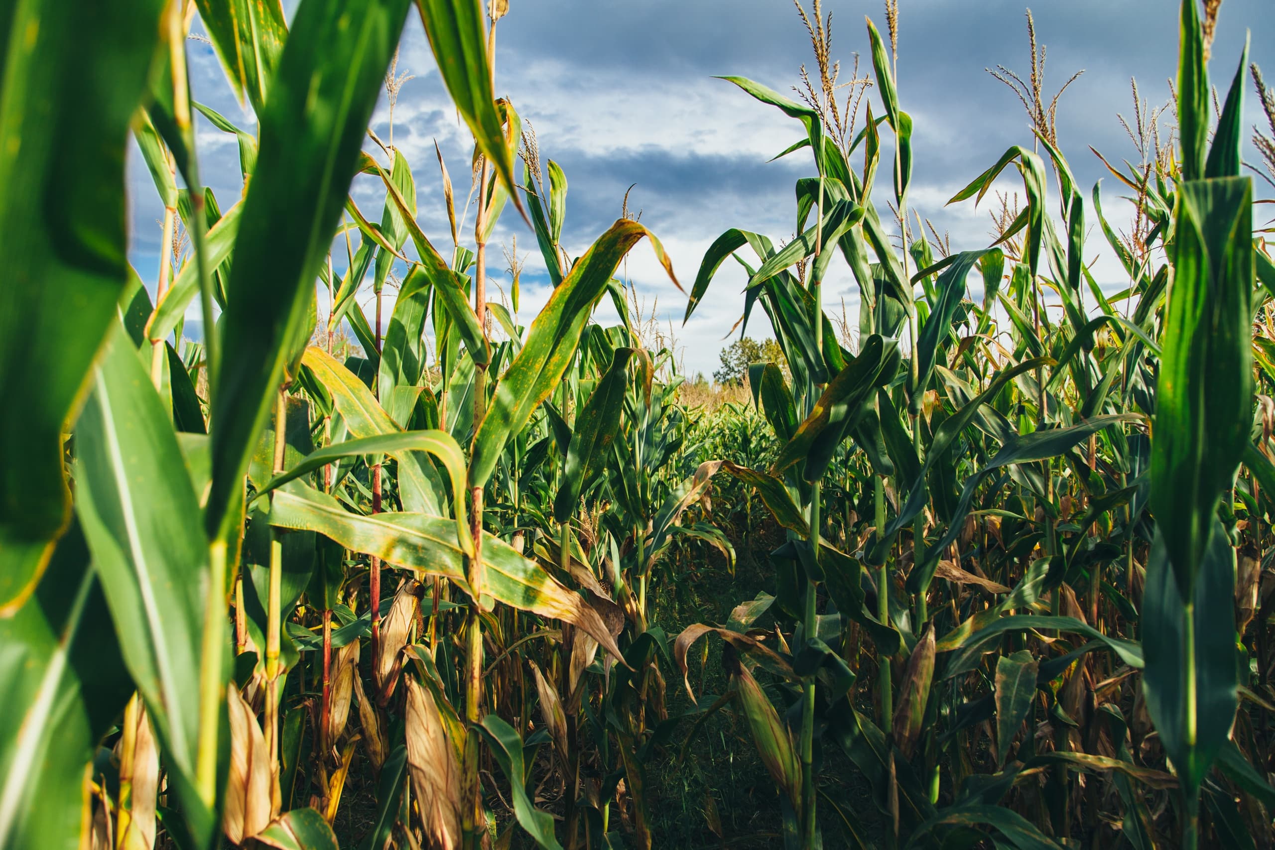 Kroll's Fall Harvest Farm fleet
