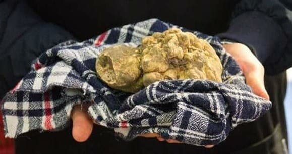 Truffle Hunting with Italygate in Savigno, Italy