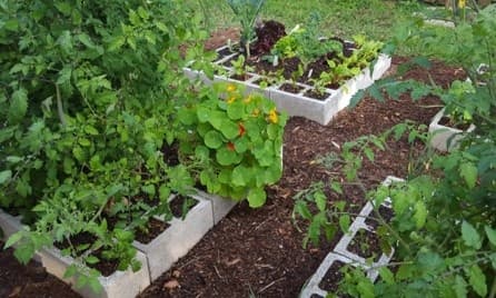 Raised vegetable garden beds with herbs and greens in backyard
