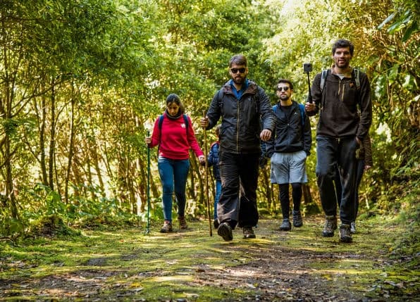 Group hiking through lush Azores laurel forest trail together