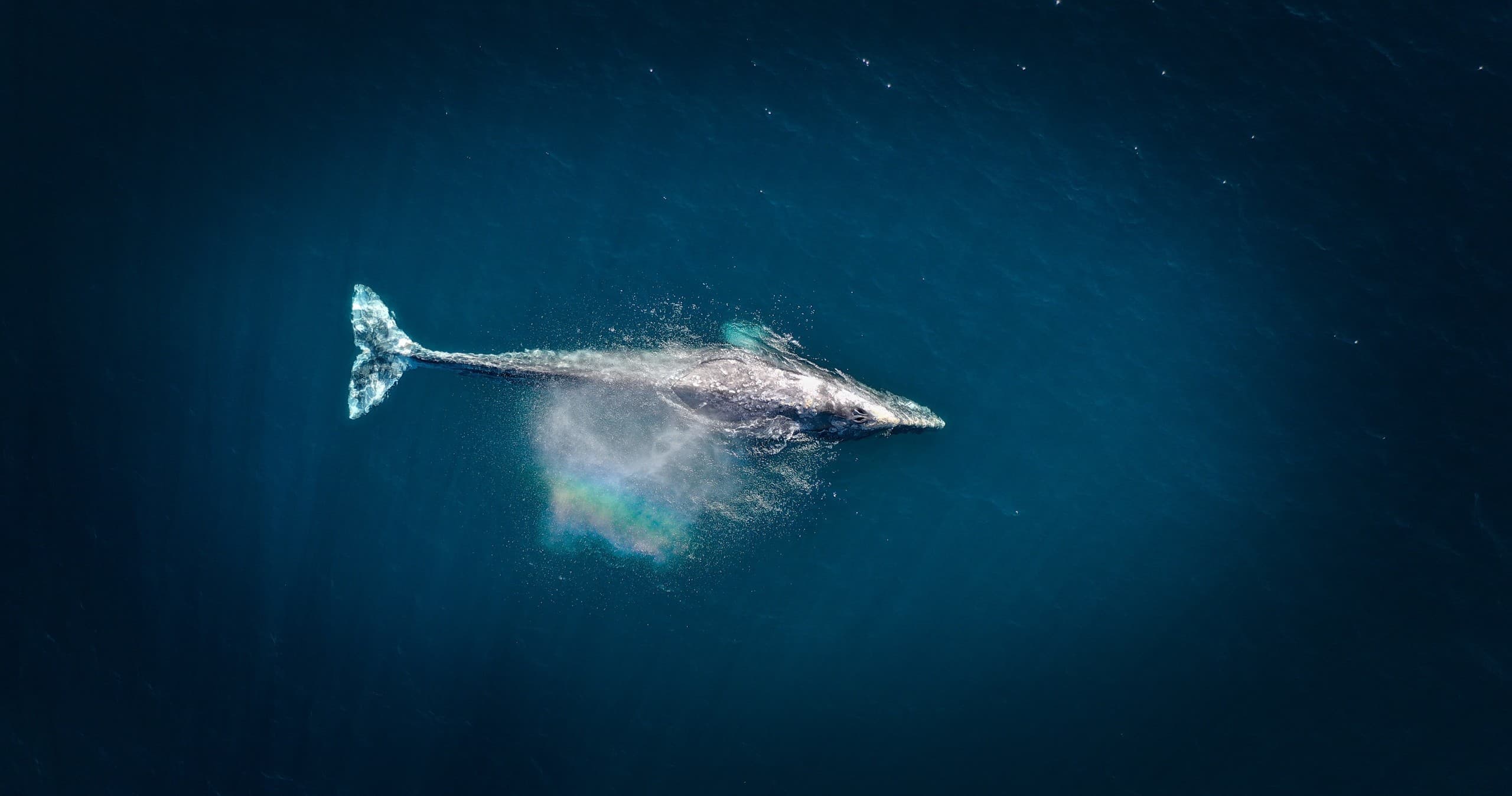 Humpback whale swimming underwater in deep blue ocean