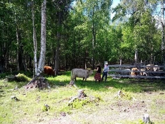 Midnight-Sun Evening Picnic with the Cows Near Trapper Creek photo 1