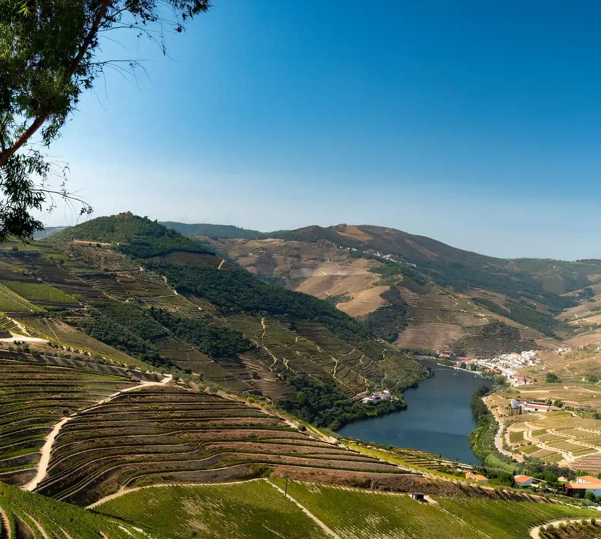 Convertible Shuttle Through Quinta das Carvalhas: Douro Valley Vines & Port Tasting