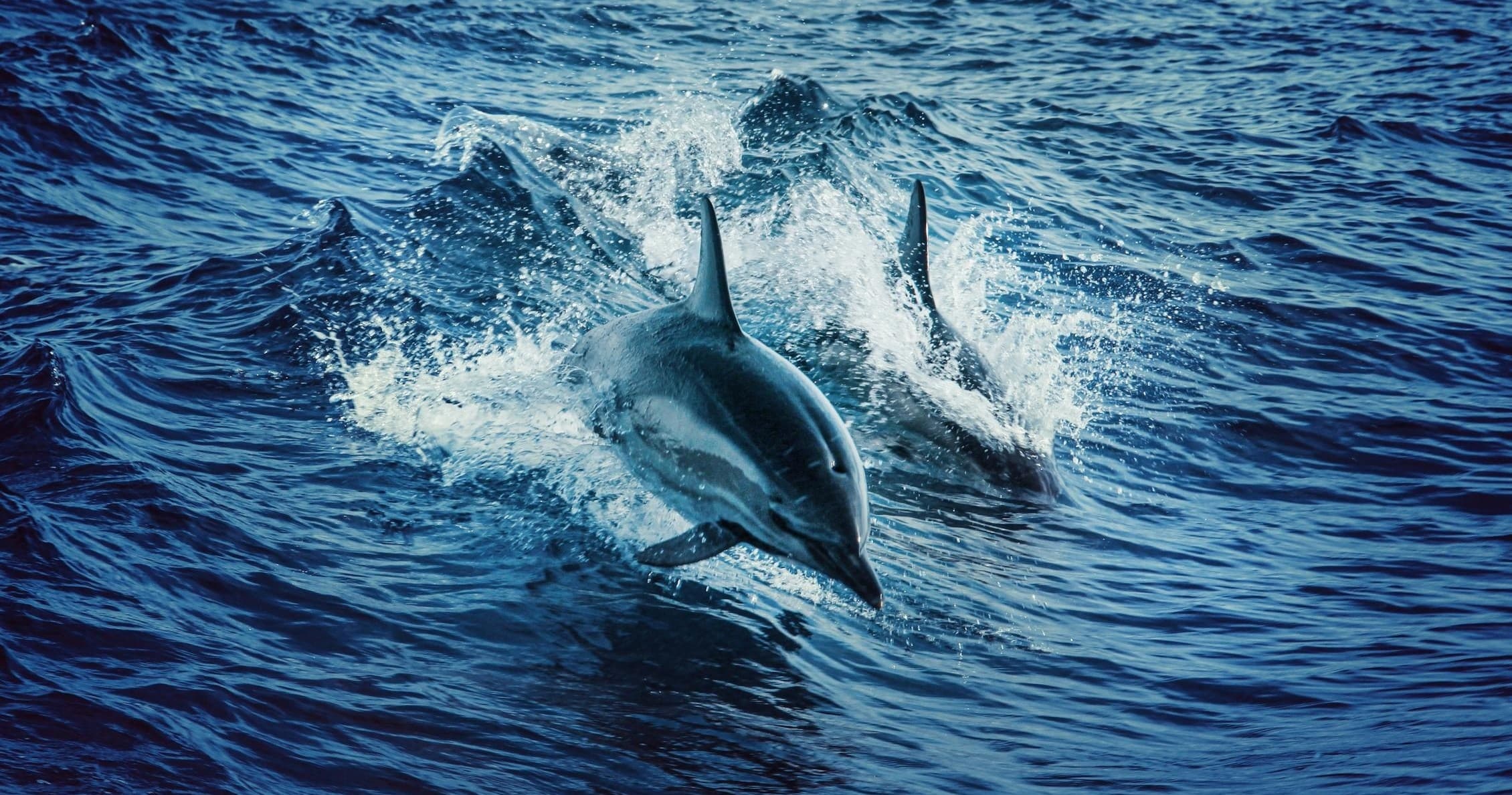 Dolphins leaping in open ocean during wildlife boat tour