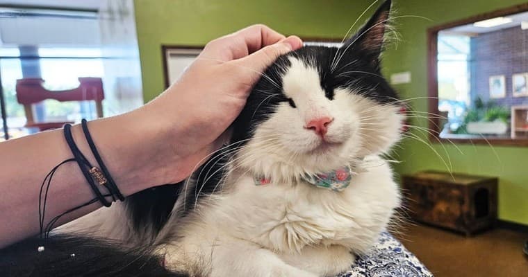 Wildlife & Animal Experiences at The Cafe Meow New Hope
