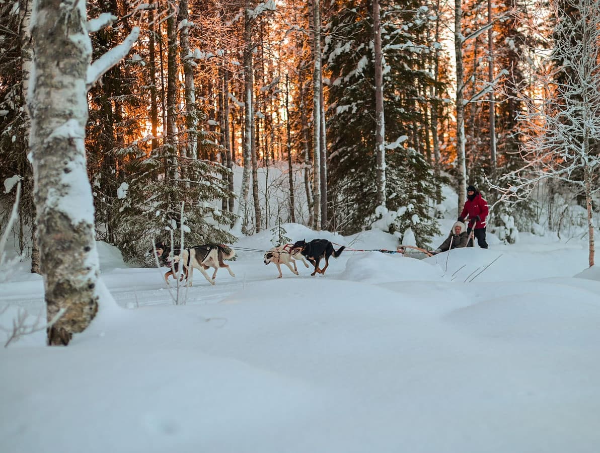 Experience Husky Safari and Salmon Ice Fishing in Rovaniemi's Arctic Wilderness