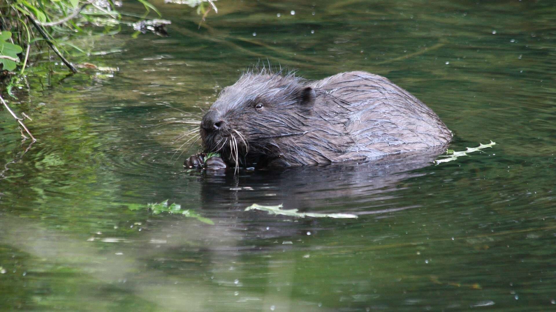 Wildlife & Waterway Adventure with Beyond Adventure in Scotland