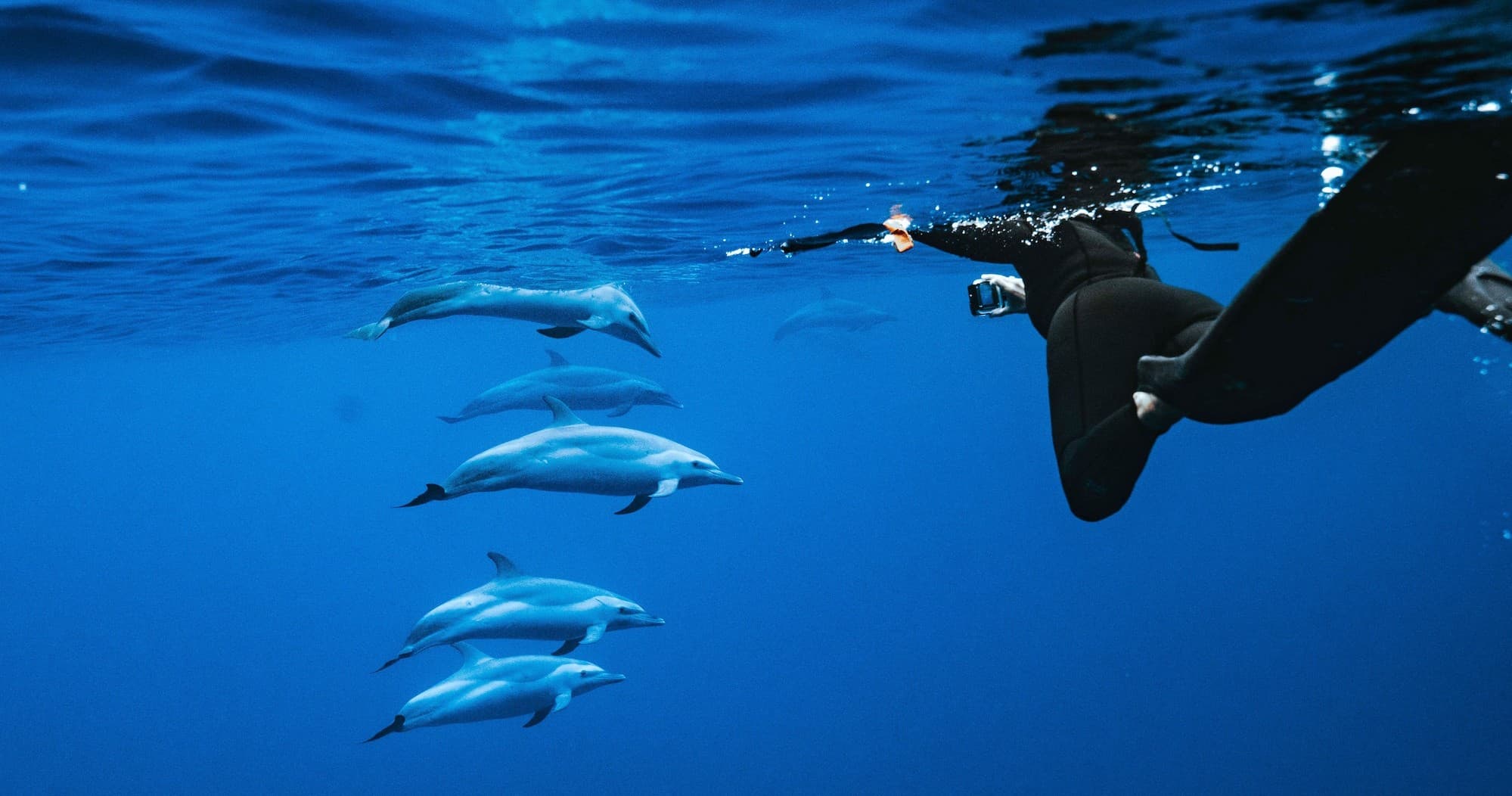 Speed Boat Swim with Dolphins in Honolulu, Hawaii