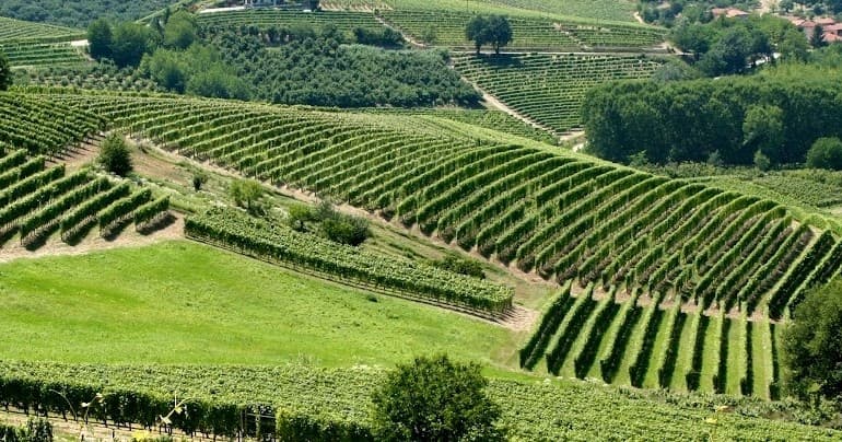 Terraced vineyard slopes with neat rows, scenic hillside agriculture