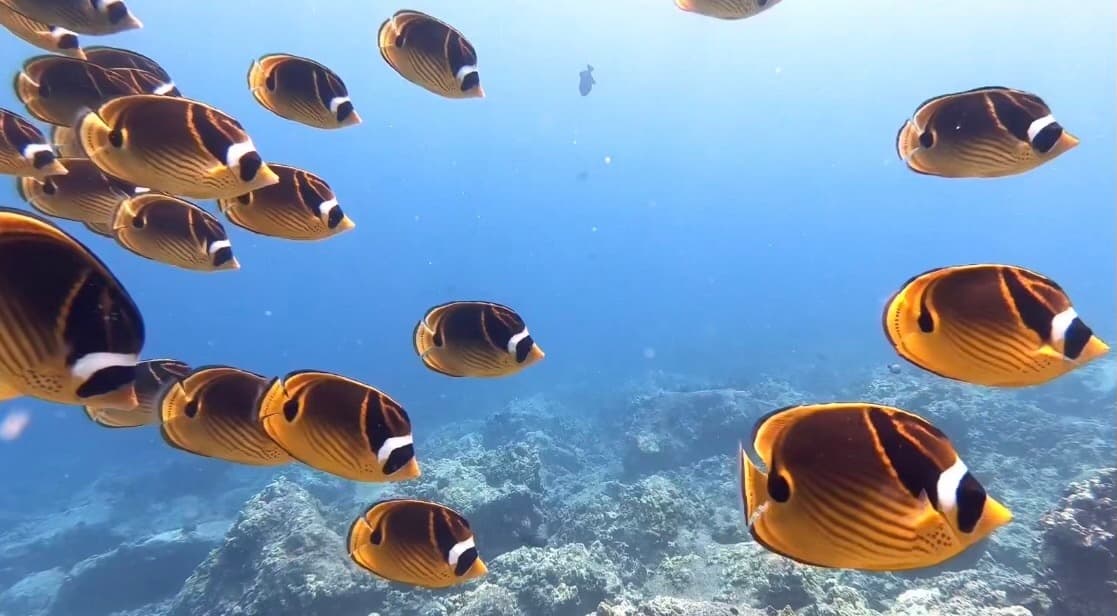 Scuba Diving Combo with Kona Shore Divers in Kailua-Kona