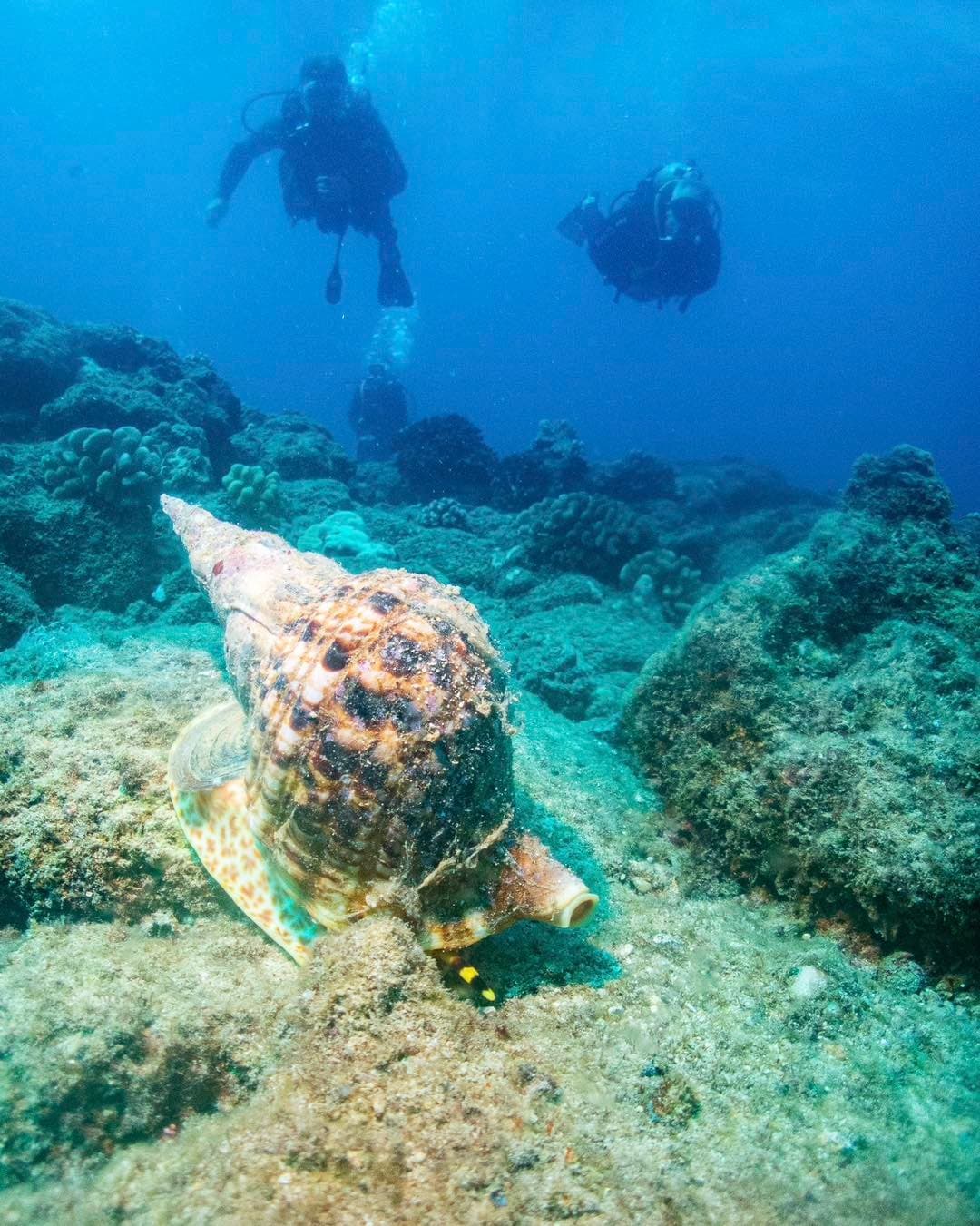 2-Tank SCUBA Diving with Fathom Five Divers in Koloa