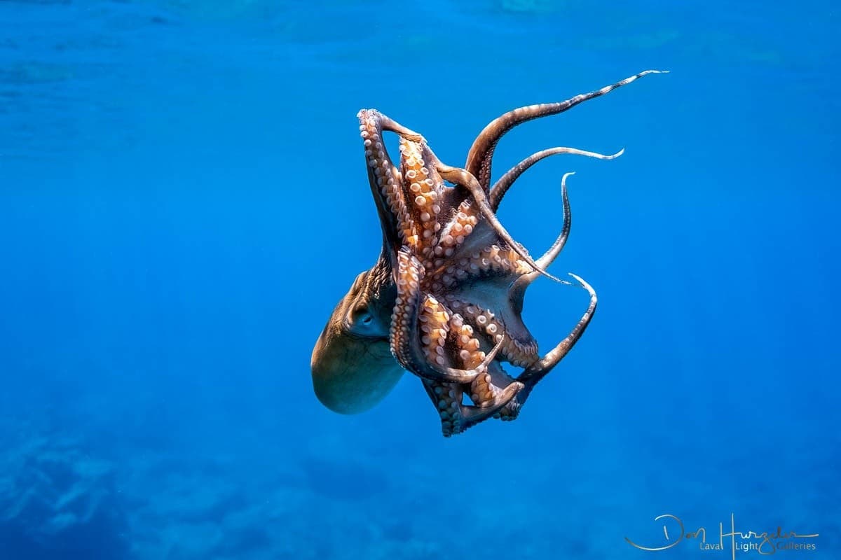 Kohala Coast Premium Two-Reef Snorkel and Dolphin Viewing — Kawaihae Small-Group Adventure photo 1